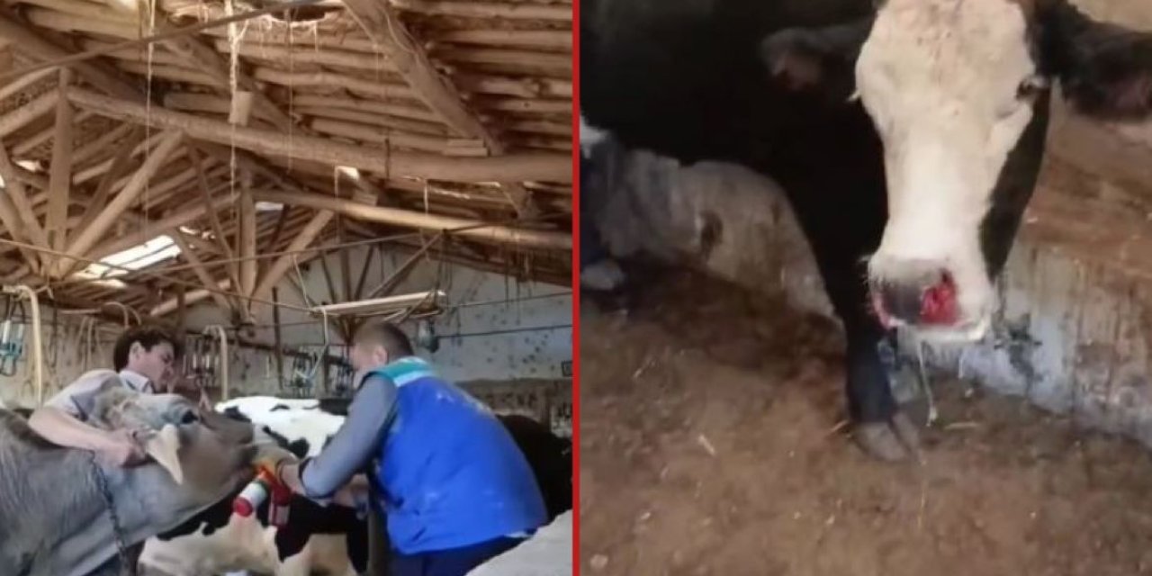 Konya’da şap alarmı! Hızla yayılıyor