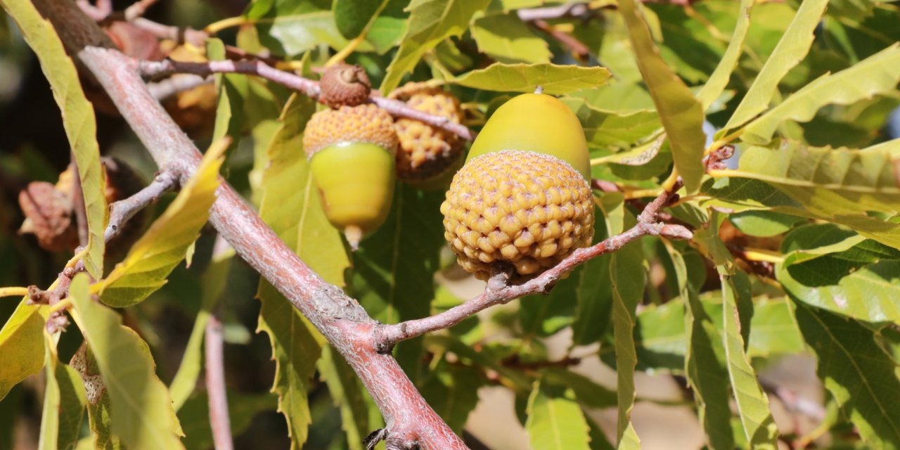 Konya’da sonbaharın altın tohumu