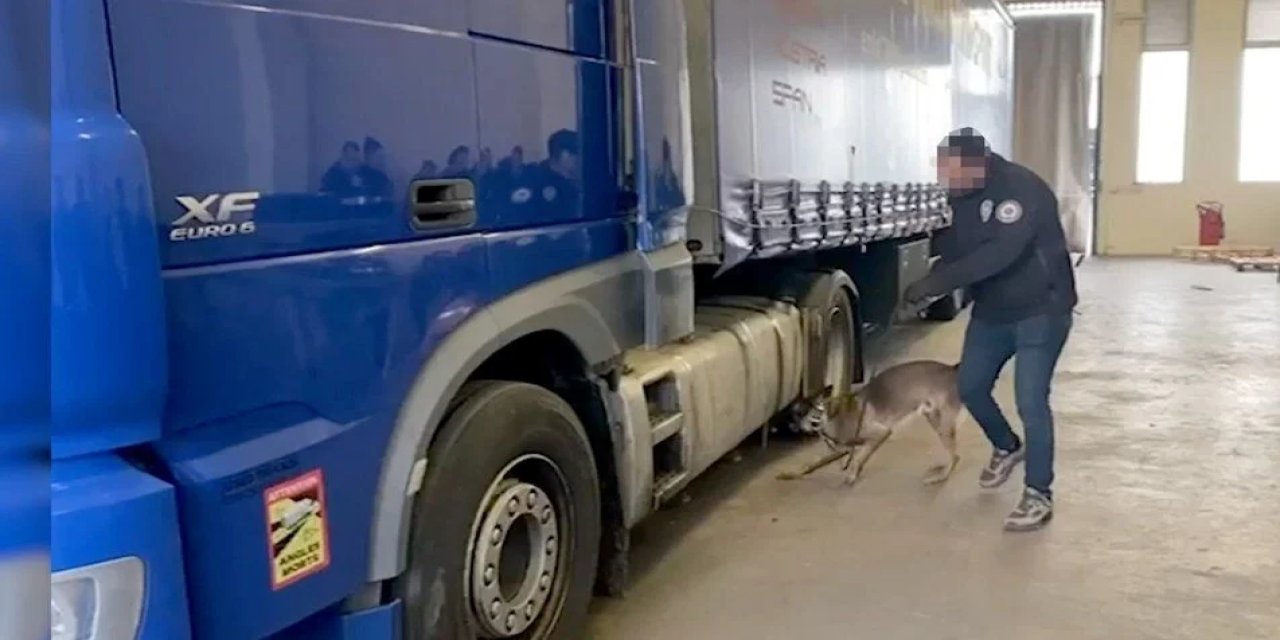 Zehir TIR’ına operasyon! 721 kilogram uyuşturucuyu dedektör köpek “KONT” buldu