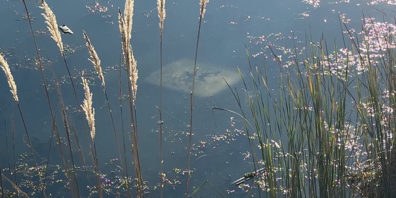 Ehliyetsiz sürücü gölete uçtu