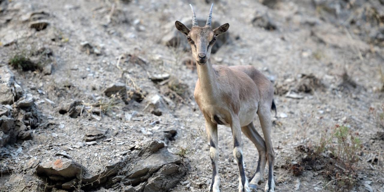 Konya’da yaban keçisi avına milyonluk ceza