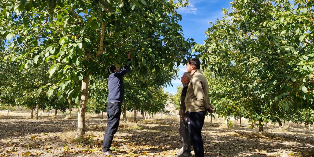 Konya’nın chandler ceviz deposu Beyşehir’de kalite atağı
