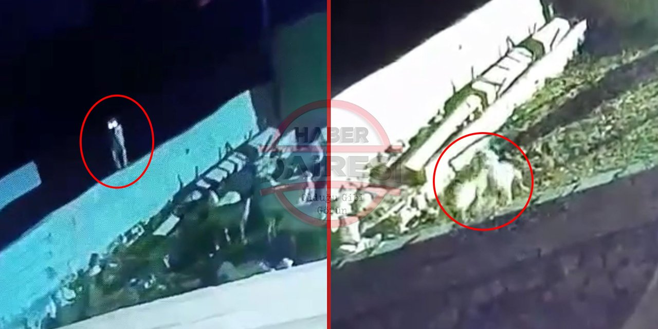 Konya Ereğli’de kurt paniği! Ağıla girip hayvanlara saldırdı