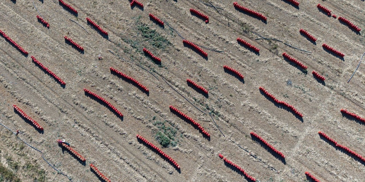 Konya Ovası’nda tablo gibi hasat