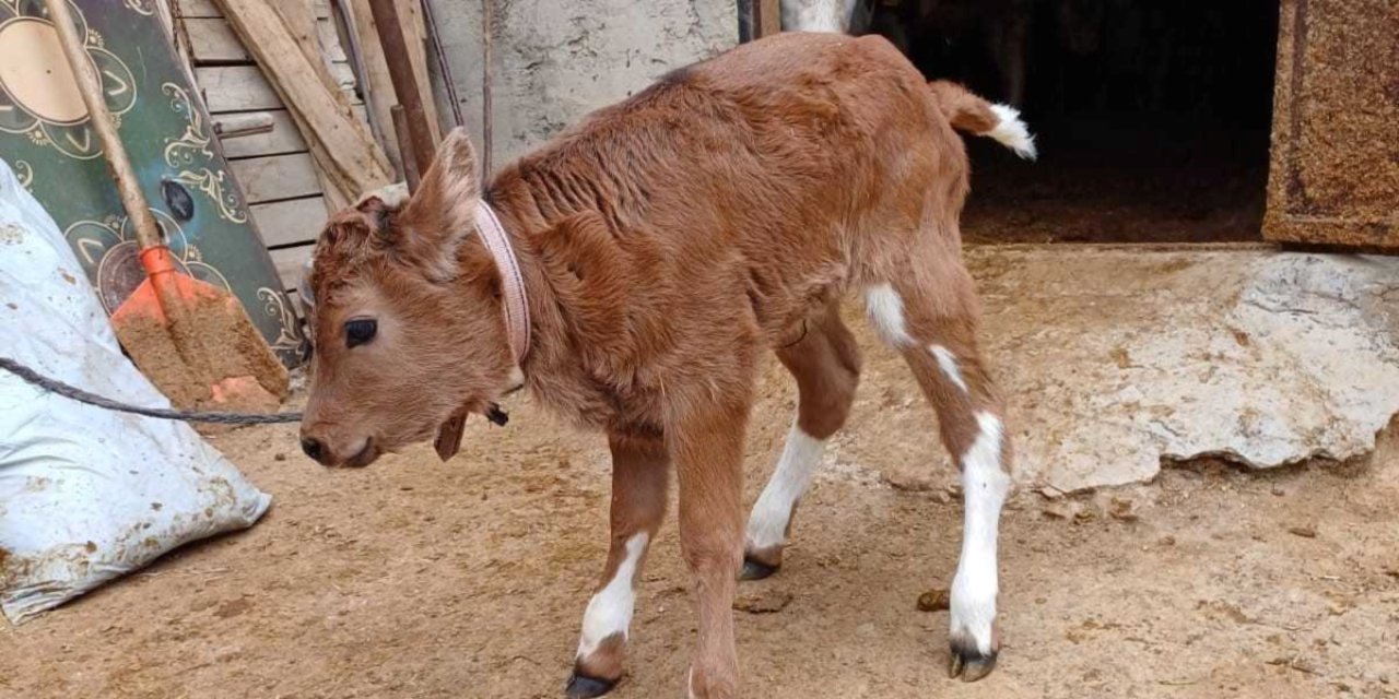 Türkiye’de bir ilk! Süt alerjisine dirençli tüp buzağılar doğurdu