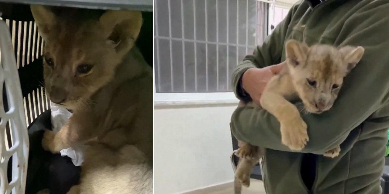 Ekipler şaşkına döndü! Veteriner kliniğinden Afrika aslanı çıktı