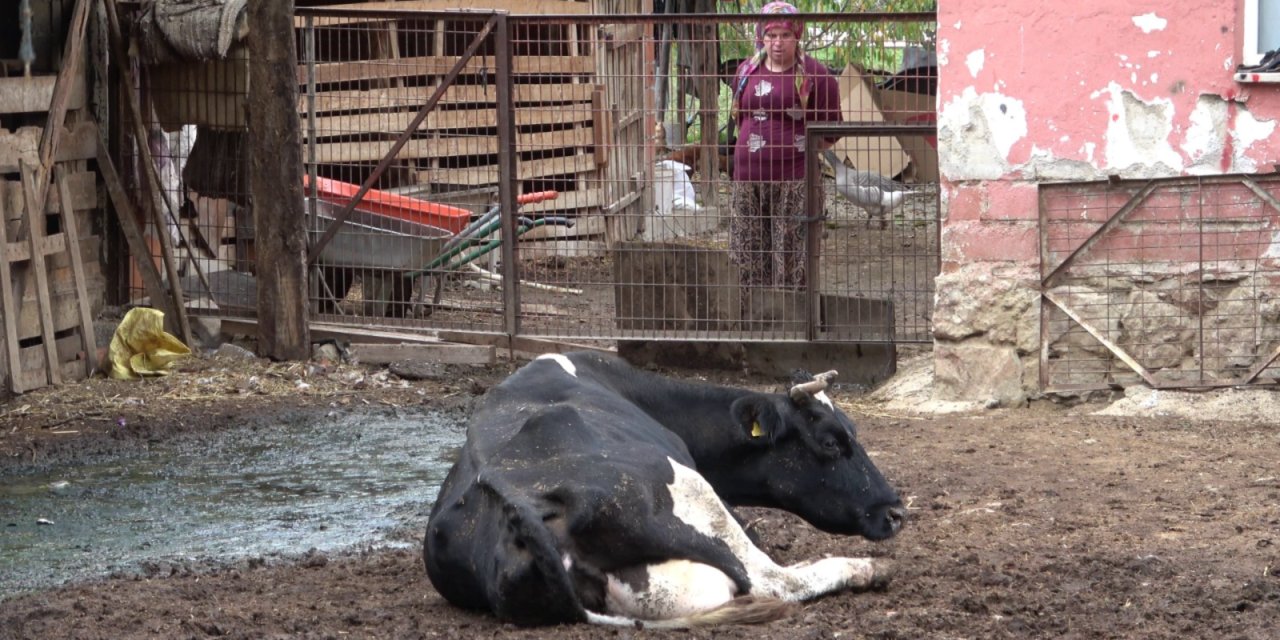 Konya'da besicilere uyarı! Hayvanlarınız telef olabilir