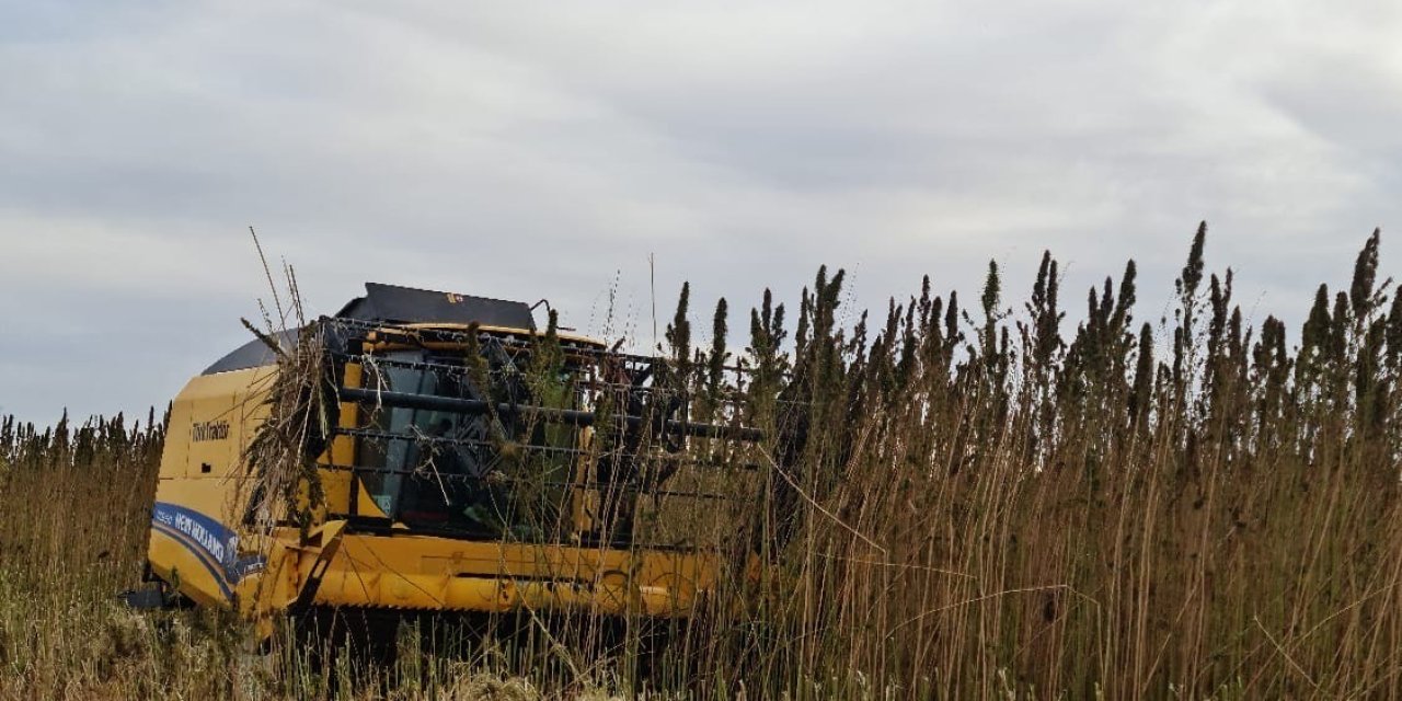 Konya’da 15 dekarlık alanda kenevir hasadı yapıldı