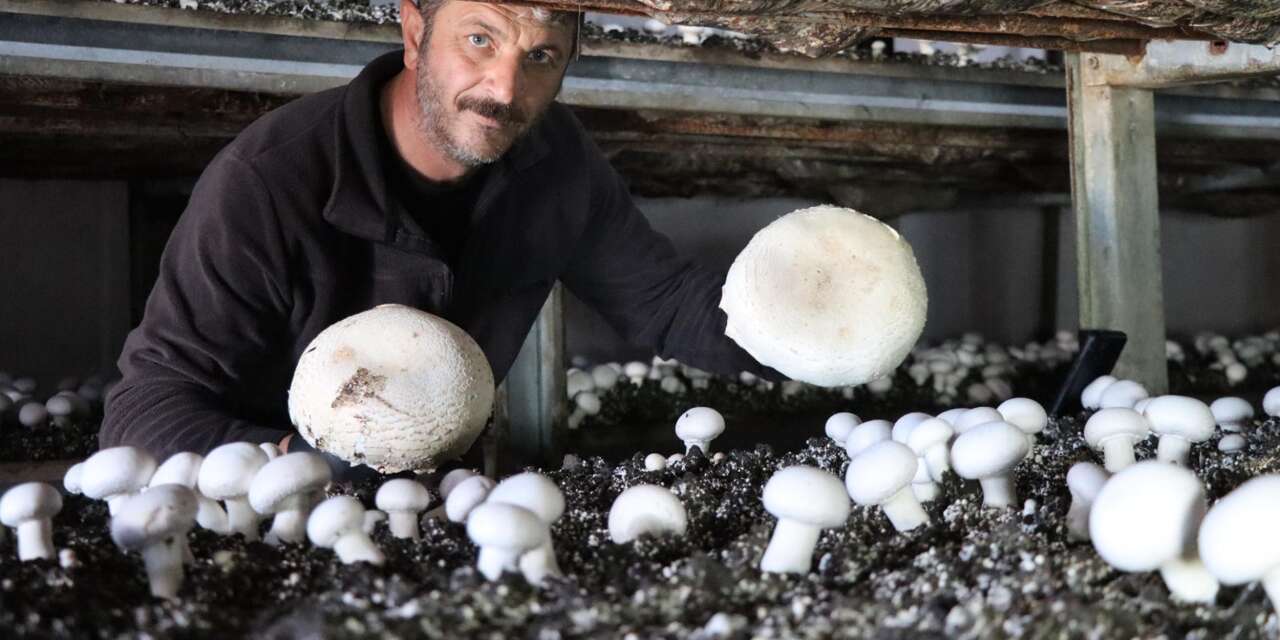 Konya kompostuyla yılda 80 ton mantar üretiyor, talebe yetişemiyor