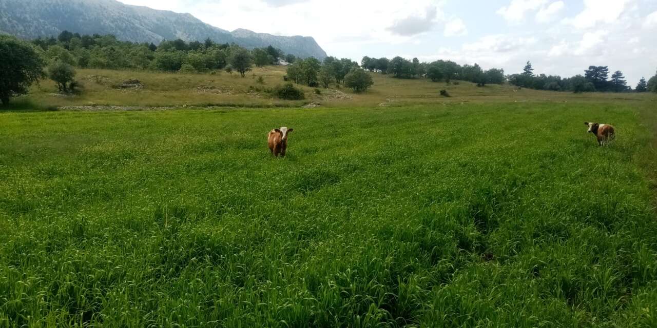 Konya’da kimsenin görse dönüp bakmadığından para kazanıyorlar