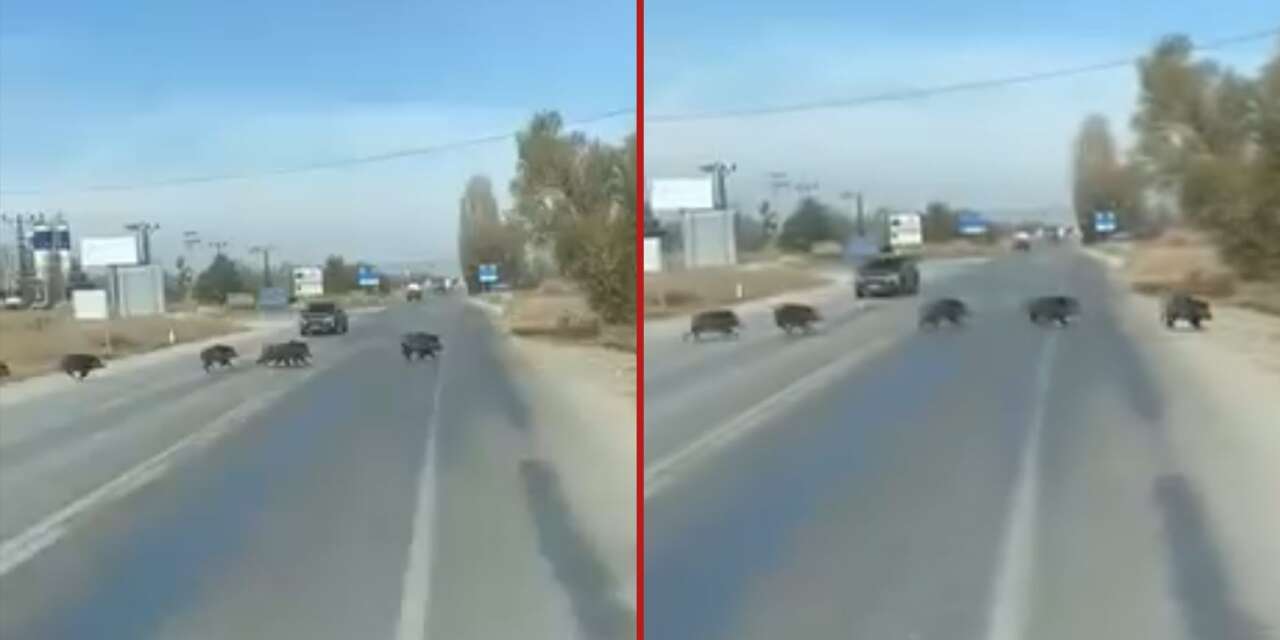 Konya’da gündüz vakti domuz sürüsü görüldü! O anlar kamerada