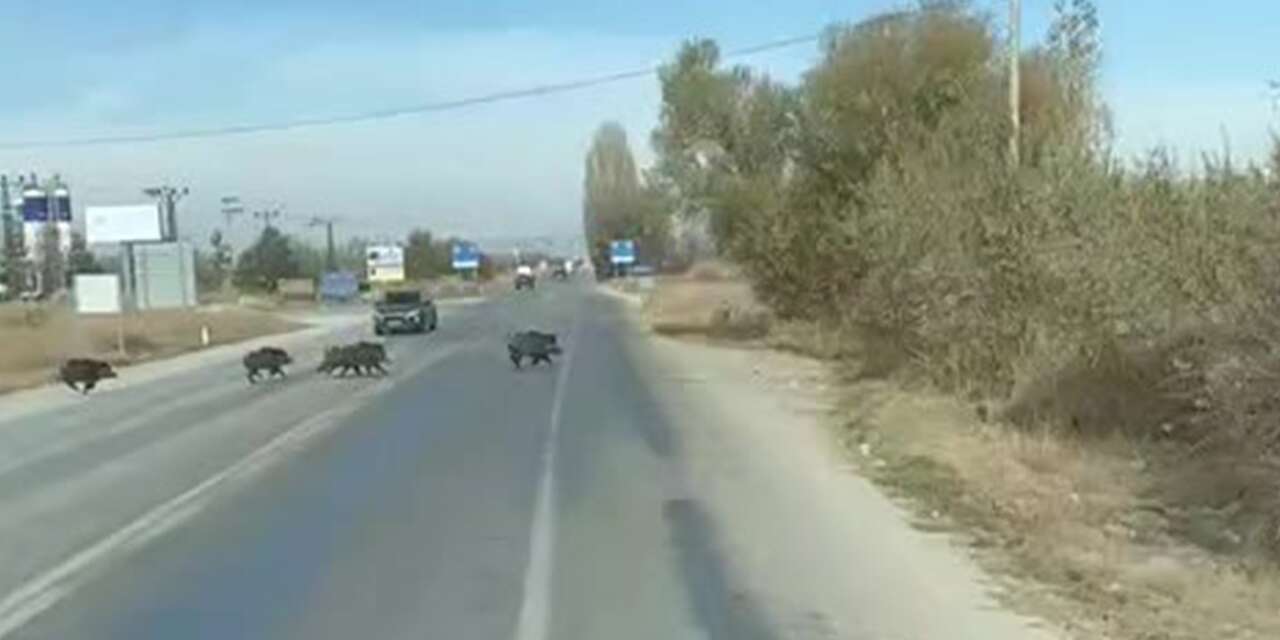 Konya’da yaban domuzları trafiği kilitledi! O anlar kameralarda