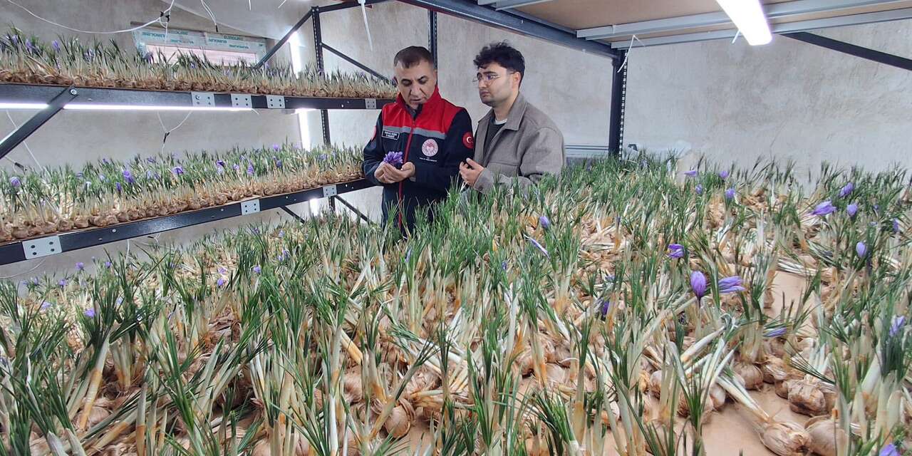 Dünyanın en pahalı ürününü Konya’da yetiştiriyor