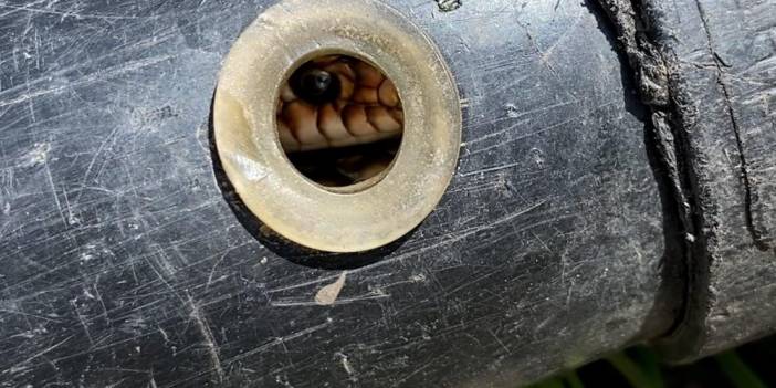 Sulama borusundan sürpriz misafir çıktı