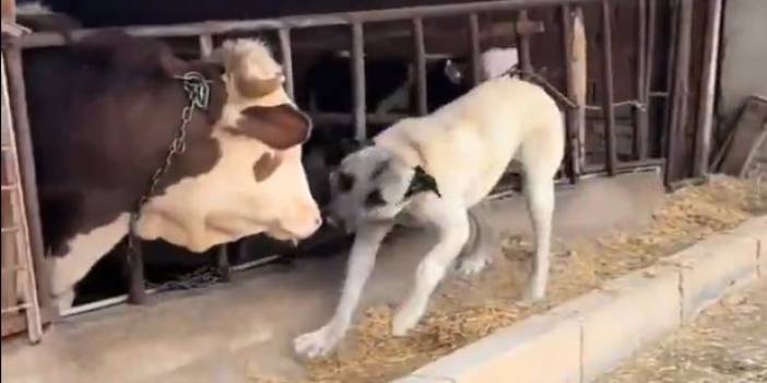 3 gün ayrı kalan dostların kavuşma anı duygulandırdı