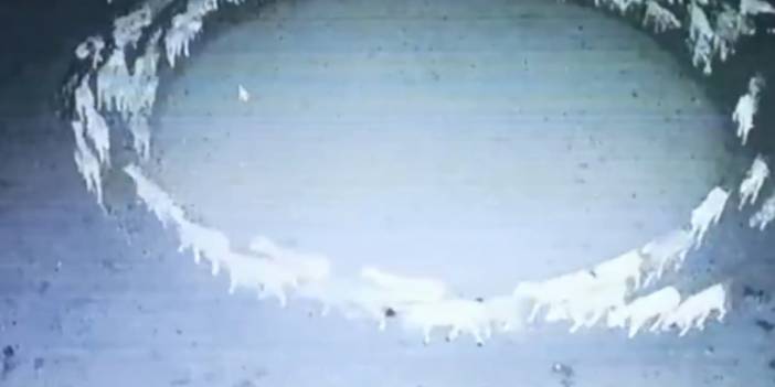 Çember olan koyunlar 12 gün boyunca durmadan döndü