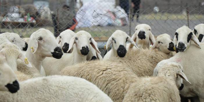 10 soruda kurbanla ilgili merak edilenler