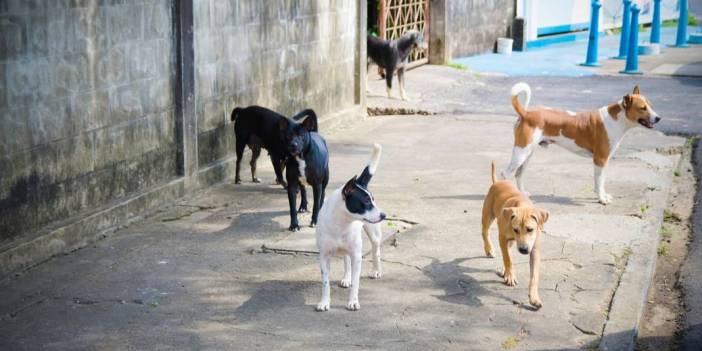 Son 2 yılda köpek saldırıları nedeniyle 107 kişi öldü
