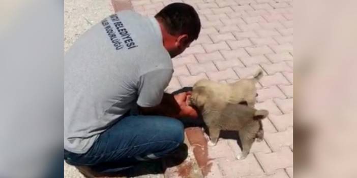Susuz kalan yavru köpeklere elleriyle su içirdi! Karatay Belediyesi personeline beğeni yağıyor