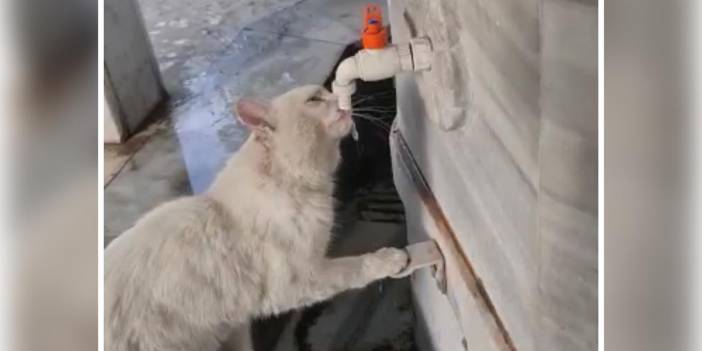 Görüntü Konya’dan! Cami şadırvanından su içen kedi videosu büyük ilgi gördü