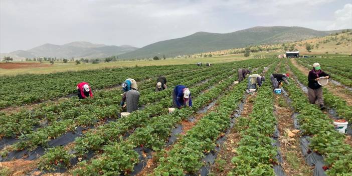 17 ülkeye ihraç ediliyor! Konya’nın tescilli ürünü bölgenin geçim kaynağı oldu