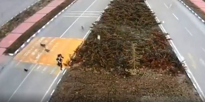 Van’da 7 köpek kız öğrenciye böyle saldırdı