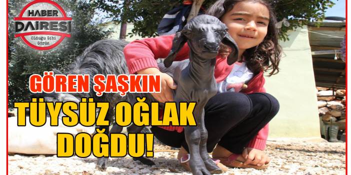 Gören telefona sarılıyor! Tüysüz doğdu, bebek gibi bakılıyor
