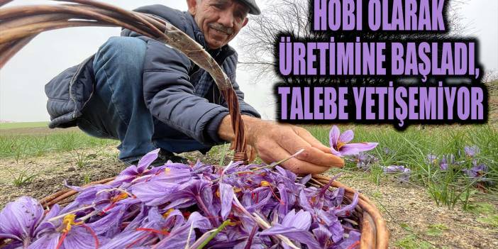 Hobi olarak üretimine başladığı safran soğanı talebine yetişemiyor