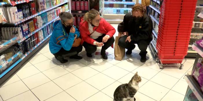 Bu da dilenci kedi! Zorla mama aldırıyor, topal taklidi ve bayılma numarası da var