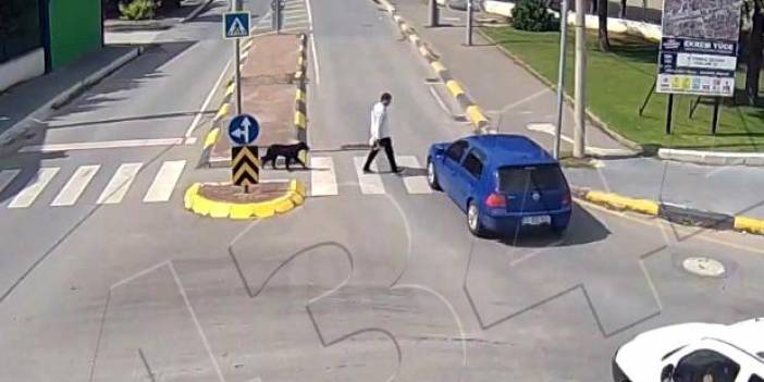 Bir garip kaza! Köpek bile şaşırdı