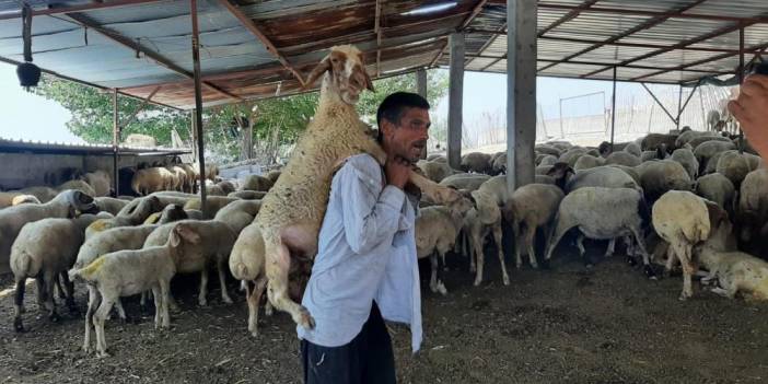 Yorulan koyunu ahıra kadar sırtında taşıdı