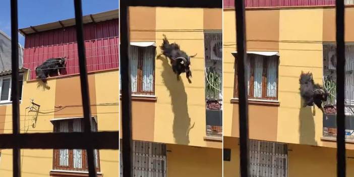 Kurbanlık keçi çatıdan düştü