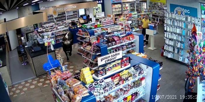 Sahibinden kaçan kurbanlık dana markete daldı