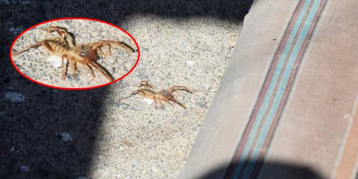 Bu kez Konya’nın başka bir ilçesinde görüldü! Gören de duyan da tedirgin