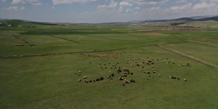 Kış boyu ahırlarda beslenen hayvanlar meraya çıktı