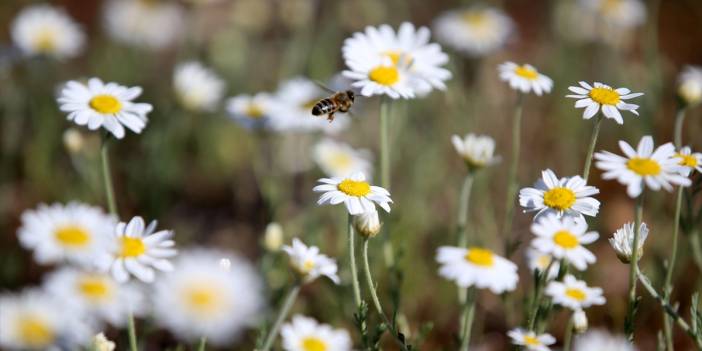 Yazın habercisi papatyalar doğayı renklendirdi