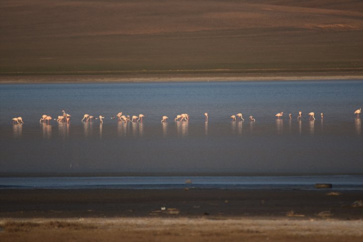 Düden Gölü'nün misafirleri flamingolar geldi