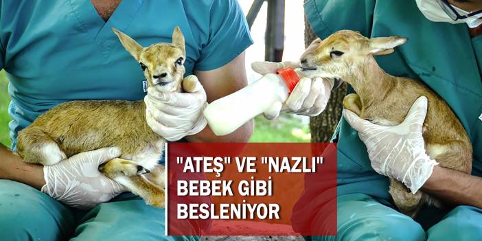 Konya’da polisin durdurduğu araçta bulunan yavru ceylanlardan haber var