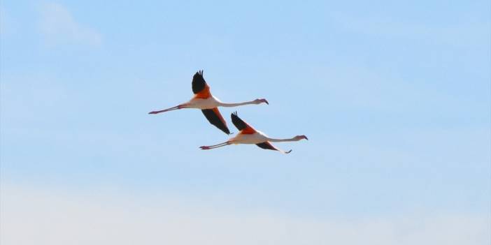 Yazlıkçılar geldi! Tuz Gölü flamingoları ağırlamaya başladı