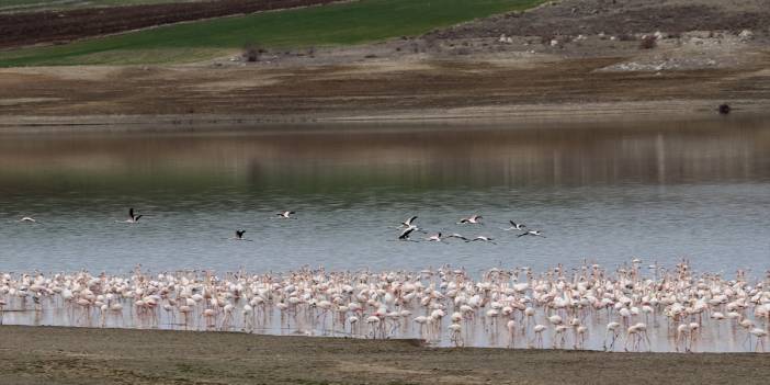 Bahar erken gelince 28 yıllık göl misafirlerini ağırlamaya başladı
