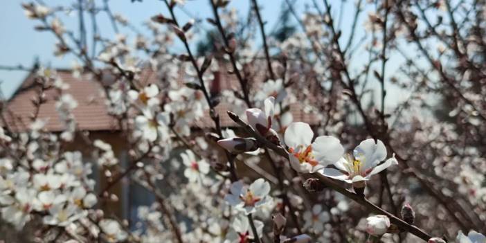 Ağaçların çiçek açtığı Konya’ya 3 gün yağış müjdesi