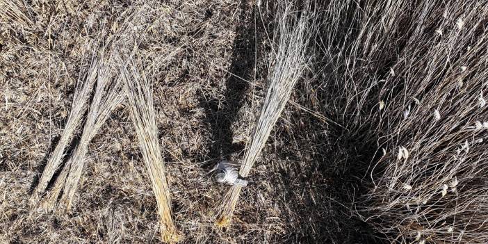 Kış sıcak geçince hasat da zorlaştı