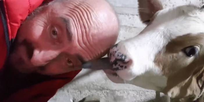 Saçının çıkması için başını buzağıya yalattı: Sonucu zaman gösterecek