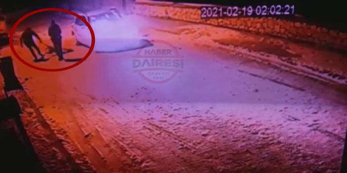 Konya’da köpek katliamı! Öldürüp çöpe attılar.