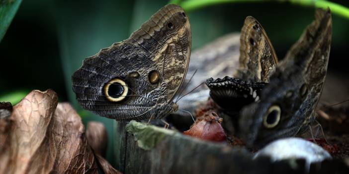 Konya’nın ekvatoral iklimli merkezi ziyaretçi akınına uğradı