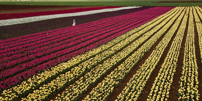 Konya'ya 80 kilometre uzaklıktaki lale bahçesine ziyaretçi akını