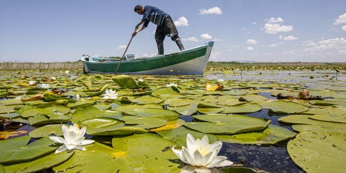 Beyşehir Gölü yüzeyinde açan nilüferler ziyaretçilerin ilgisini çekiyor