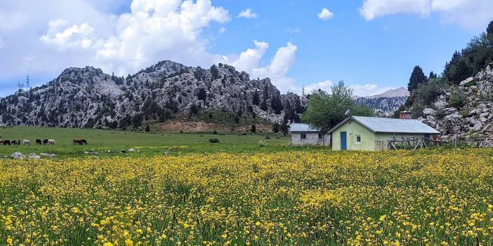 Konya’daki Toroslarda yemyeşil yaylalar düğün çiçekleriyle sarıya boyandı