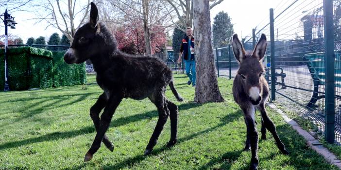 İki sıpa, Konya Hayvanat Bahçesine neşe kattı
