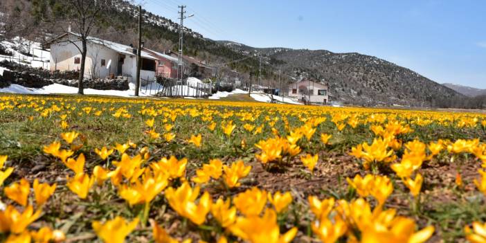 Konya’nın çiğdemleriyle ünlü yaylası renklendi